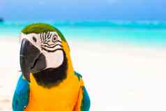 可爱的明亮的色彩斑斓的鹦鹉白色沙子马尔代夫