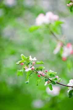 花樱桃花朵春天一天