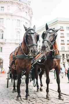 传统的马教练fiaker维也纳奥地利