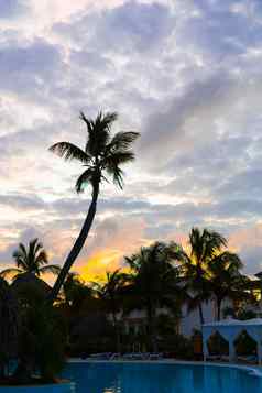 色彩斑斓的日落海海滩棕榈树轮廓