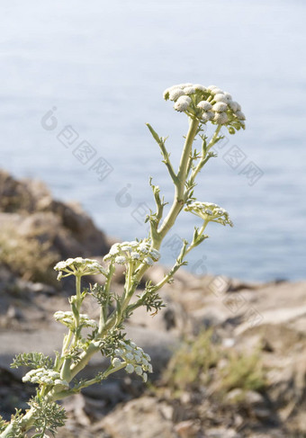 苦恼的原因开花