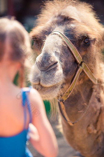 女孩骆驼动物园温暖的阳光明媚的夏天一天活跃的家庭休闲