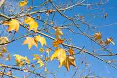 树分支机构黄色的秋天叶子