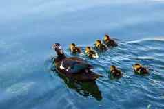 鸭婴儿小鸭水分裂克罗地亚