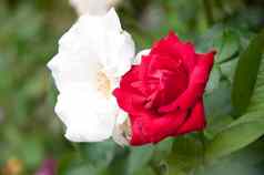 白色红色的玫瑰