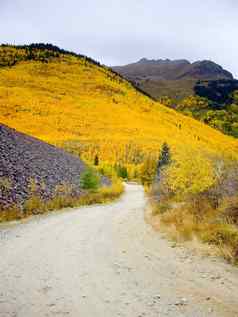 通路科罗拉多州山坡上闪亮黄色的阿斯彭
