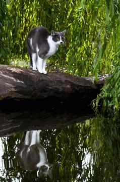 国内害怕猫反射水