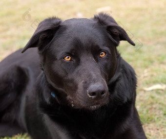 澳大利亚工作狗黑色的水鬼纯品种