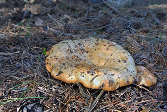 可吃的蘑菇乳菇属deliciosus