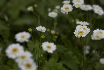 菊科<strong>植物</strong>tanacetum光花