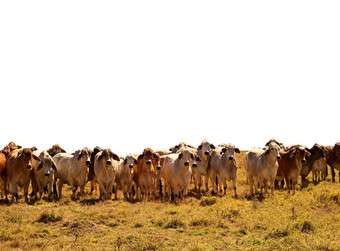 牛肉牛群婆罗门牛孤立的背景