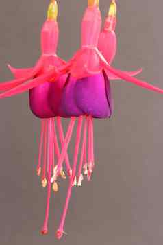 fuschia