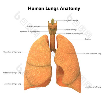 人类呼吸系统肺解剖学标签