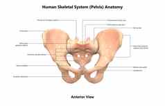 人类骨架系统骨盆腰带标签解剖学前视图