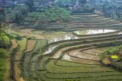 越南禁止巨像3月干湿梯田大米稻田
