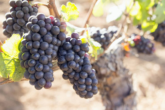 红色的酒葡萄日益增长的小道消息