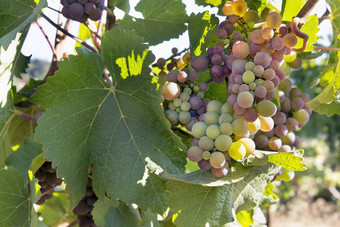 色彩斑斓的葡萄日益增长的小道消息
