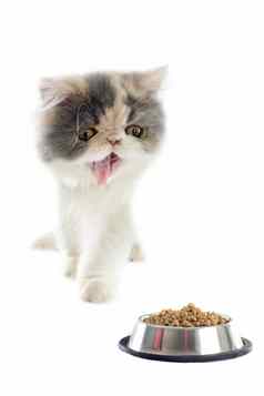 波斯小猫猫食物