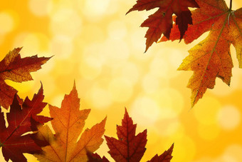 秋天枫木叶子混合秋天颜色背光