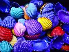 堆彩色的贝壳