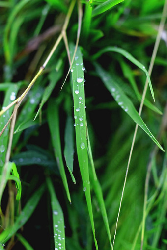 露水叶子雨