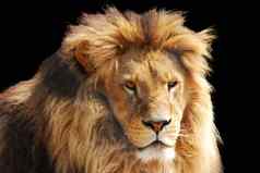 动物王狮子头黑色的背景