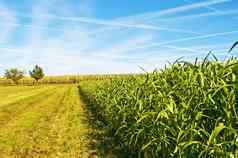 苏丹草玉米能源植物气体燃料