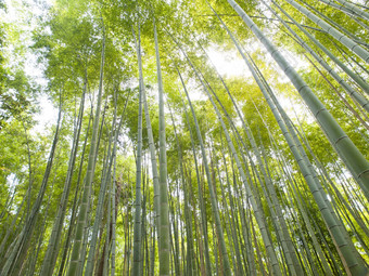 竹子森林《京都议定书》<strong>岚山</strong>区域