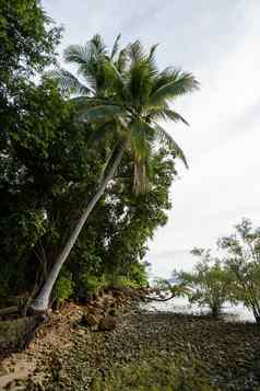 女人站椰子棕榈树分支机构海热带雨林泰国