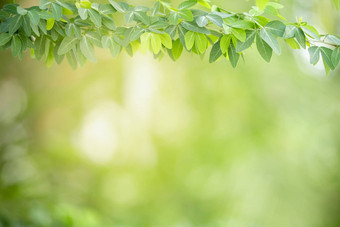 关闭美丽的自然视图绿色叶模糊绿色植物