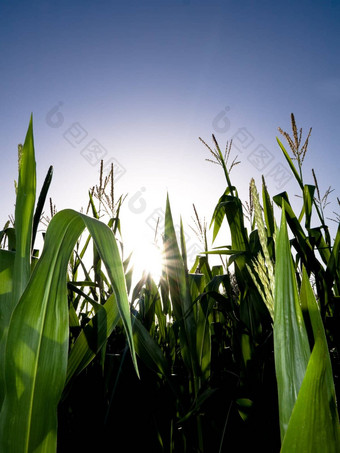 玉米场太阳