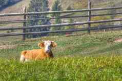 牛铺设草