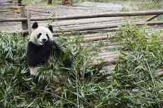 巨大的熊猫熊