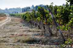 山托斯卡纳葡萄园生产葡萄酒红酒
