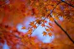 秋天叶子充满活力的红色的橙色背景横幅