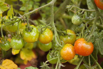 西红柿成熟花园