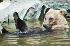 熊游泳水