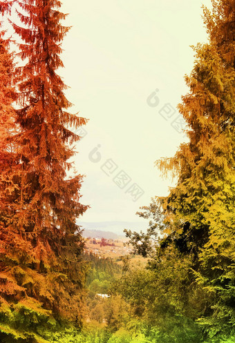 秋天景观色彩斑斓的森林