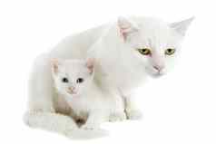 白色小猫妈妈。