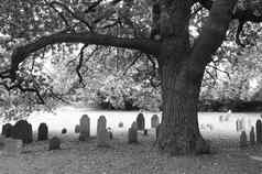 粗糙的橡木树墓碑