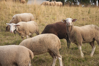 白色羊棕色（的）羊放牧场瑞士