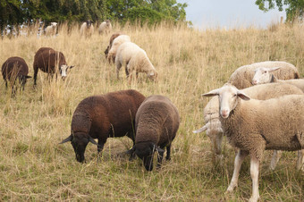 白色羊棕色（的）羊放牧场瑞士