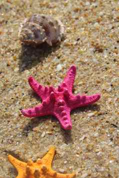 粉红色的海星贝壳海滩