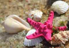 粉红色的海星贝壳海滩