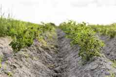 年轻的土豆土壤封面植物特写镜头绿色芽年轻的土豆植物发芽粘土春天