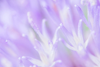宏紫色的花