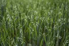 关闭绿色燕麦耳朵小麦日益增长的场农业自然产品