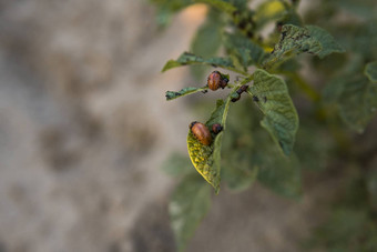 科罗拉多州<strong>甲虫</strong>表土豆布什花园危险的害虫农业宏