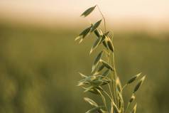 关闭绿色燕麦耳朵小麦日益增长的场阳光明媚的一天农业自然产品