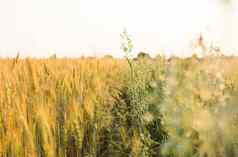 绿色燕麦耳朵黄色的小麦日益增长的场阳光明媚的一天农业自然产品